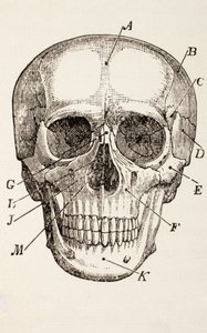 Az emberi koponya, 1890 körül alkotó: English School