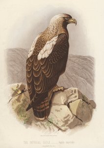A birodalmi sas, Aquila Imperialis (színes litográfia) alkotó: English School