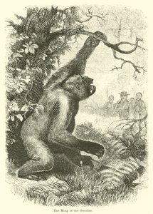 A gorillák királya alkotó: English School