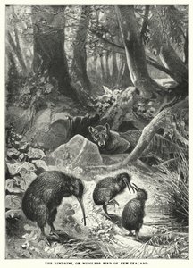 A Kiwi-Kiwi, vagy Új-Zéland szárnyatlan madara (metszet) alkotó: English School