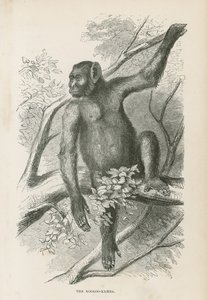 A Kooloo-Kamba