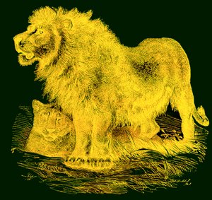 Az oroszlán, a J. G. Woods Illustrated Natural History illusztrációja, megjelent 1850 körül (digitálisan javított kép) alkotó: English School