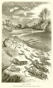 A sáska alkotó: English School