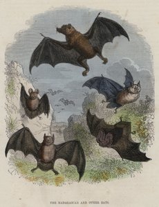 A Madagaszkár és más denevérek (színes metszet) alkotó: English School