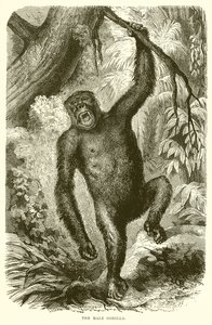 A hím gorilla alkotó: English School