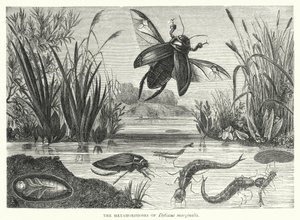 A Dytiscus marginalis metamorfózisai (metszet) alkotó: English School