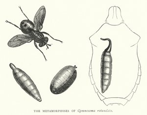 A Gymnosoma rotundata metamorfózisai (metszet) alkotó: English School