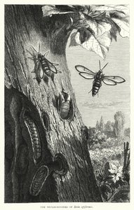 A Sesia apiformis metamorfózisai (metszet) alkotó: English School