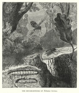 A Tabanus bovinus metamorfózisa (metszet) alkotó: English School