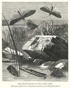A Caddis legyek, a Phryganea flavicornis, a Phryganea rhombica és a Phryganea fusca metamorfózisa (metszet) alkotó: English School