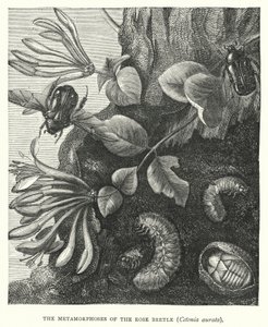A rózsabogár, Cetonia aurata metamorfózisa (metszet) alkotó: English School