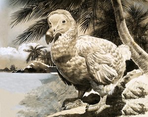 A rejtélyes madár Mauritiusról (The Dodo) alkotó: English School