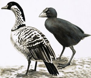 A Ne-Ne vagy hawaii liba és Takahe madár alkotó: English School
