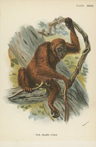 Az Orang-Utan alkotó: English School
