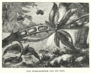 Az Osmia aurulenta és fészke (metszet) alkotó: English School