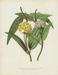 Az Oval és a Pallid Hoyas, a Hoya Ovalifolia és a Pallida alkotó: English School