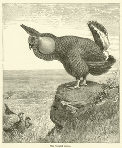 The Pinnated Grouse (metszet) alkotó: English School