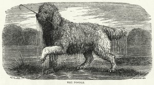 Az uszkár (metszet) alkotó: English School