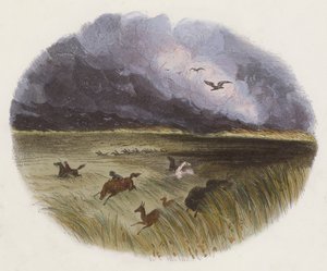 The Prairie on Fire (színes metszet) alkotó: English School
