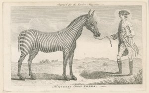 A Queens női zebra alkotó: English School