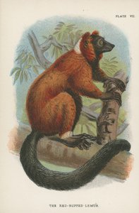 A vörös bolyhos maki alkotó: English School