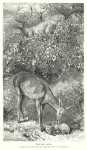 A gímszarvas (metszet) alkotó: English School