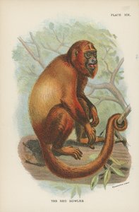 A Vörös Üvöltő alkotó: English School