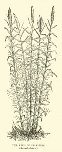 Palesztina nádasa, Arundo donax alkotó: English School