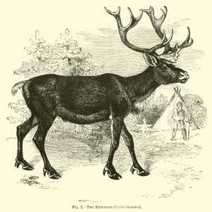 A rénszarvas, Cervus tarandus alkotó: English School