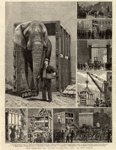 A Jumbo eltávolítása alkotó: English School