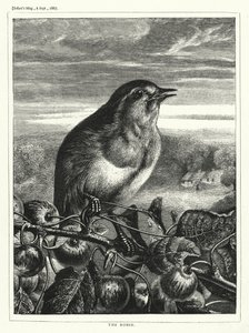 A Robin (metszet) alkotó: English School