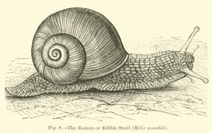 A római vagy ehető csiga (Helix pomatia) alkotó: English School