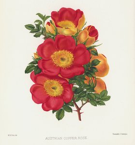 A Rózsakert: osztrák rézrózsa alkotó: English School