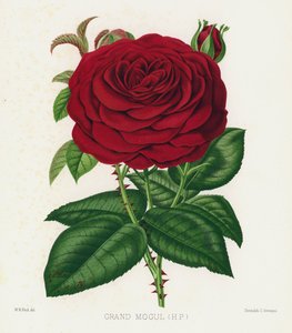 A Rózsakert: Grand Mogul, HP alkotó: English School