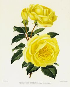 A Rózsakert: Perle Des Jardins, Teaillatú alkotó: English School