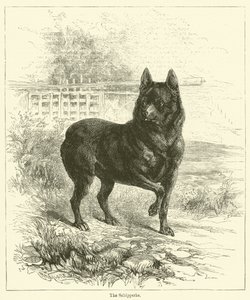 A Schipperke (metszet) alkotó: English School