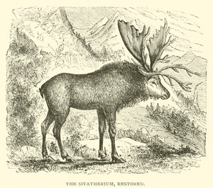 A Sivatherium, restaurált (metszet) alkotó: English School