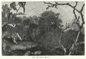 A pók alkotása (metszet) alkotó: English School