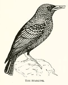 A Starling alkotó: English School