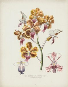 A háromszínű Vanda, Vanda Tricolor alkotó: English School