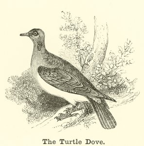 A Turtle Dove alkotó: English School