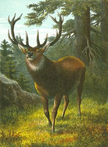 A Wapiti alkotó: English School