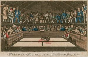 A Westminster Pit: Egy kutya és Jacco Macacco, a harci majom közötti felfordulás alkotó: English School