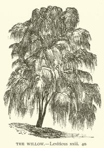The Willow, Leviticus, xxiii, 40 (metszet) alkotó: English School