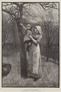 The Young Bud (metszet) alkotó: English School