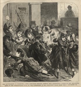 A szarvasmarha bemutató Islingtonban
