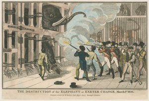 Az elefánt elpusztítása Exeter Change-ben, 1826. március 1 alkotó: English School