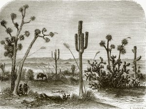 Az óriás cereus alkotó: English School