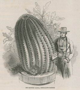 A szörny kaktusz (Echinocactus stainesh) a Royal Gardensben, Kew, London alkotó: English School