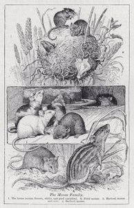 Az egércsalád (litho) alkotó: English School